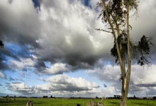 王者荣耀狗头出战相关集数引关注，掀起峡谷风云